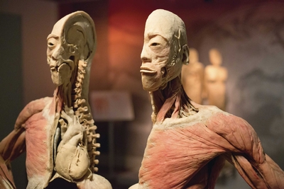 Real Bodies Las Vegas Image #6 Real Bodies Las Vegas Image #6